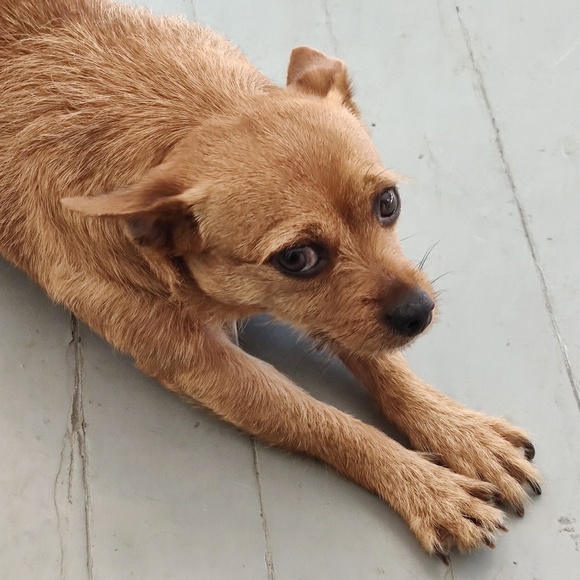 The best things in life are rescued dog cat shirt - Picture 3 of 7